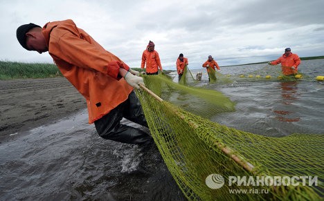 Ngư dân kéo lưới đánh bắt cá hồi